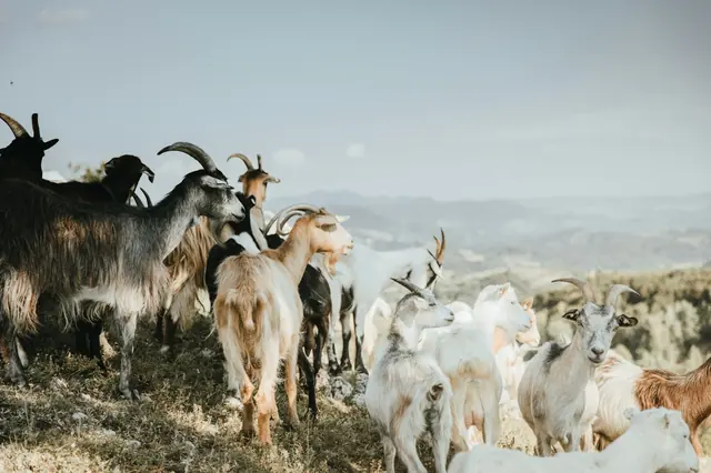 Rebaño de cabras en el campo